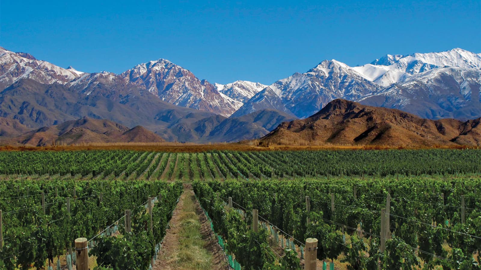 Mendoza Bus - imagen 6